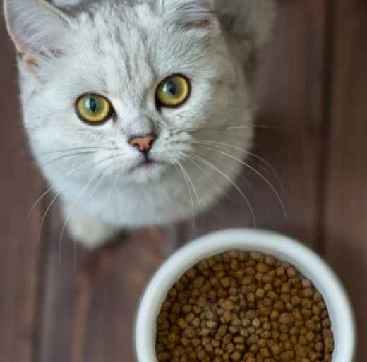 Picture for category Feline Food & Diets